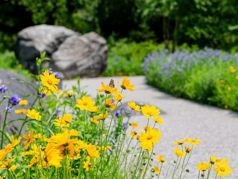 Coreopsis Blooms Reliably Without Much Attention