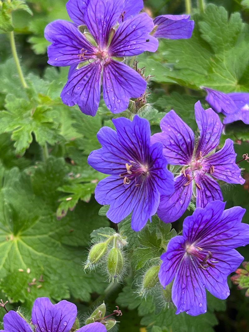 Hardy Geraniums