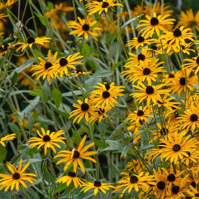 Black-Eyed Susans Gearing Up For Bright, Late Blooms