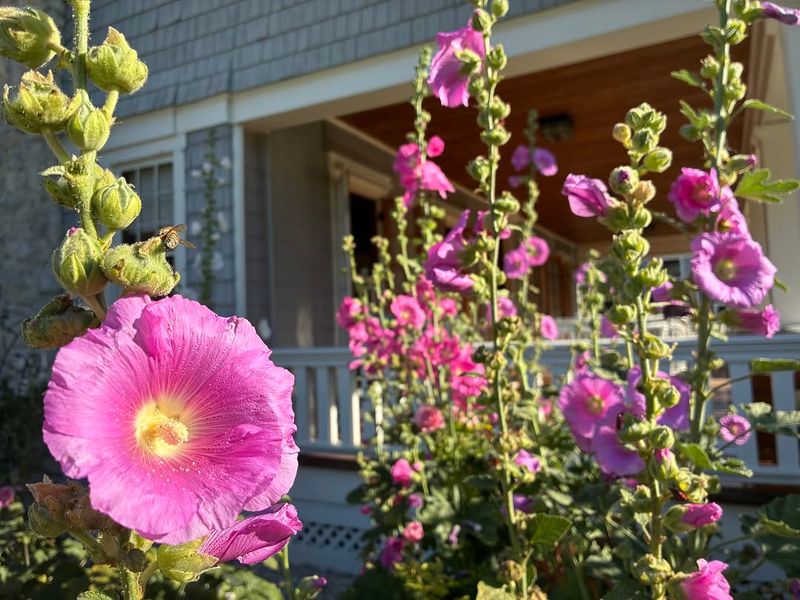 Hollyhocks Add Old-Fashioned Height Along Fences