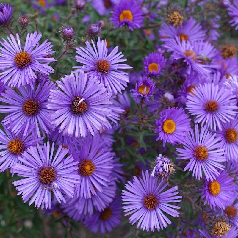 Asters