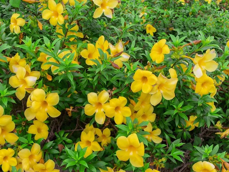 Allamanda Adds Bright Yellow Blooms To Tropical Screens