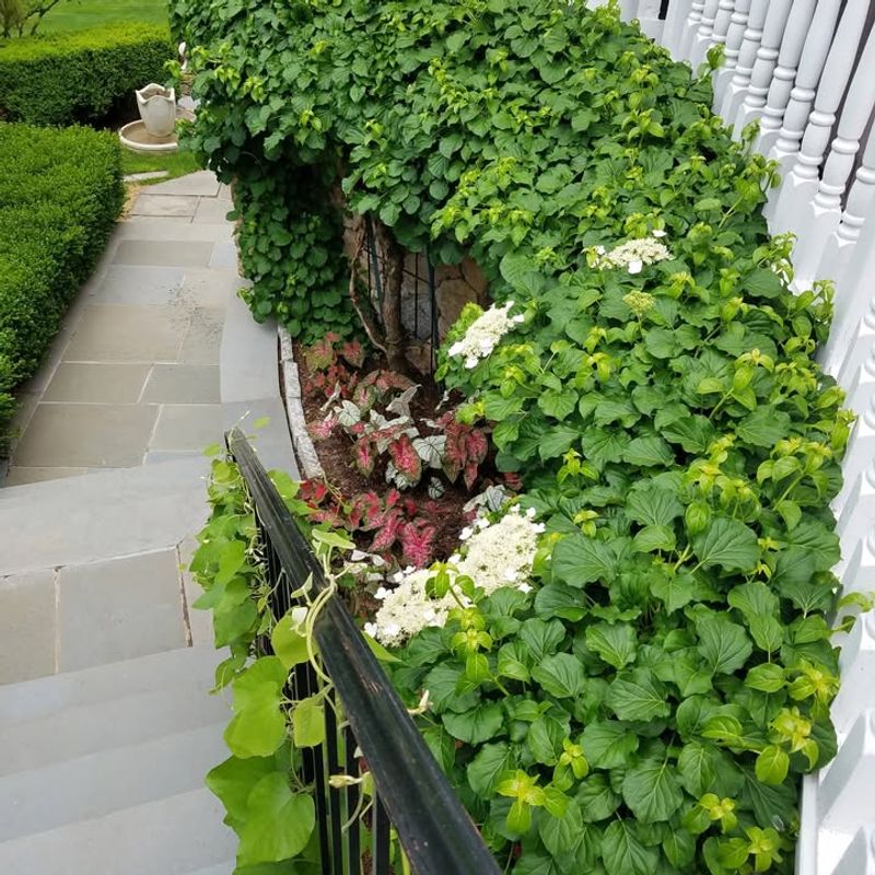 Climbing Hydrangea Produces Soft White Flowers In Shade