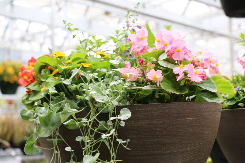 Adjust Plant Count For Michigan's Growing Season