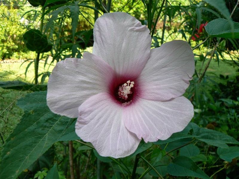 Why Even Moist Soil Prevents Bud Drop And Short Blooms