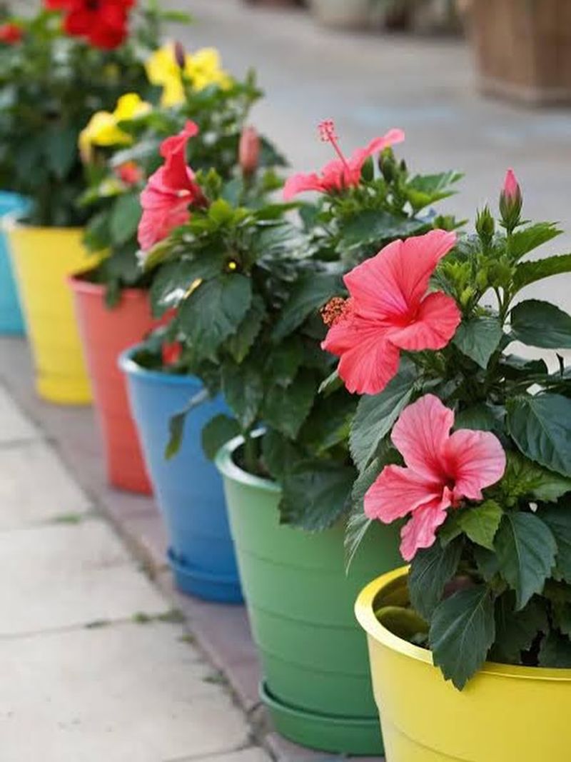Well-Draining Soil Prevents Root Rot In Both Indoor And Outdoor Conditions