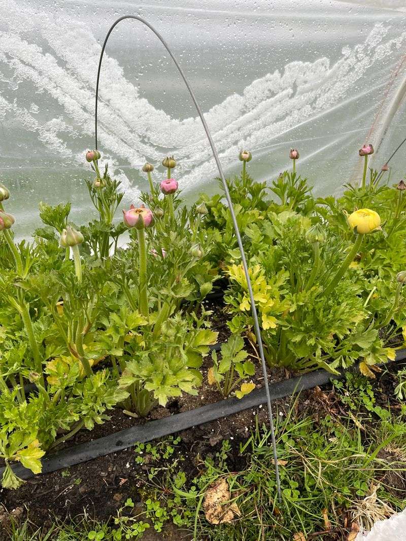 Protect Plants From Hard Freezes In Colder Areas
