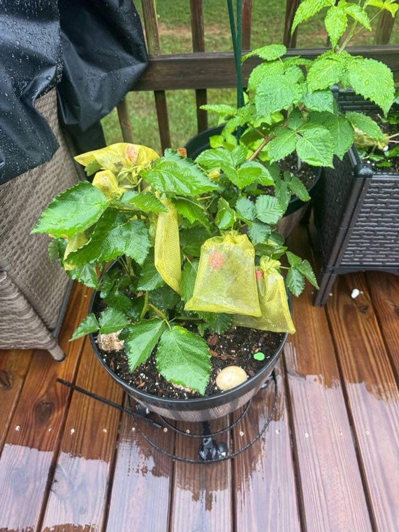 Pruning And Training Improve Structure And Harvests