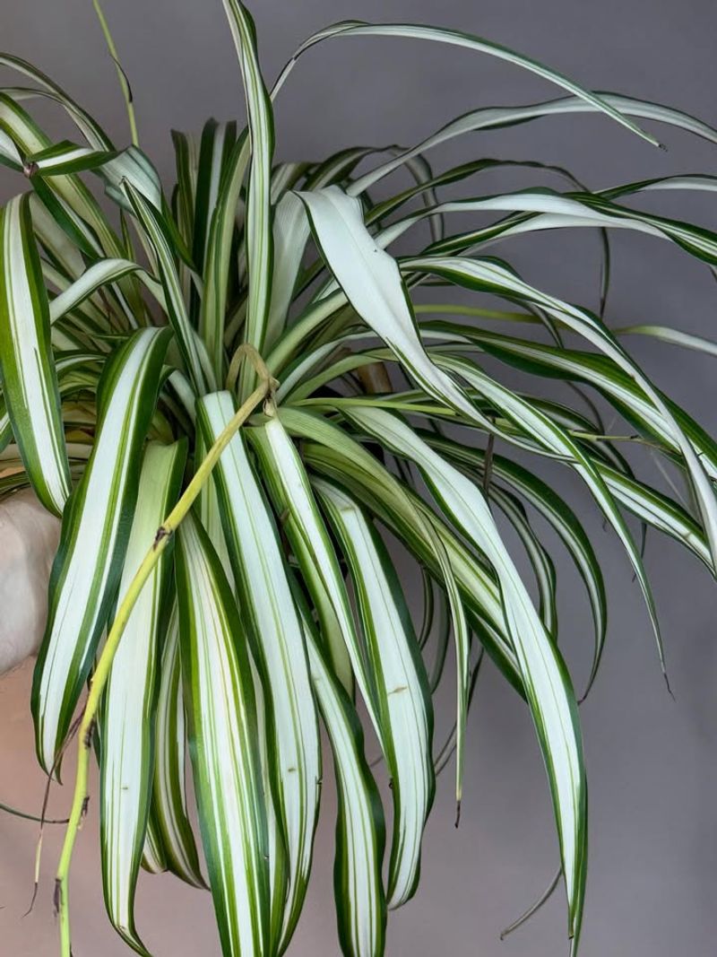 Light Feeding Supports Flower And Offset Development