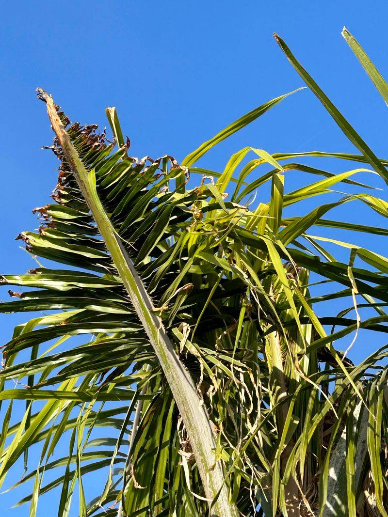 New Growth Can Become Distorted From Micronutrient Issues