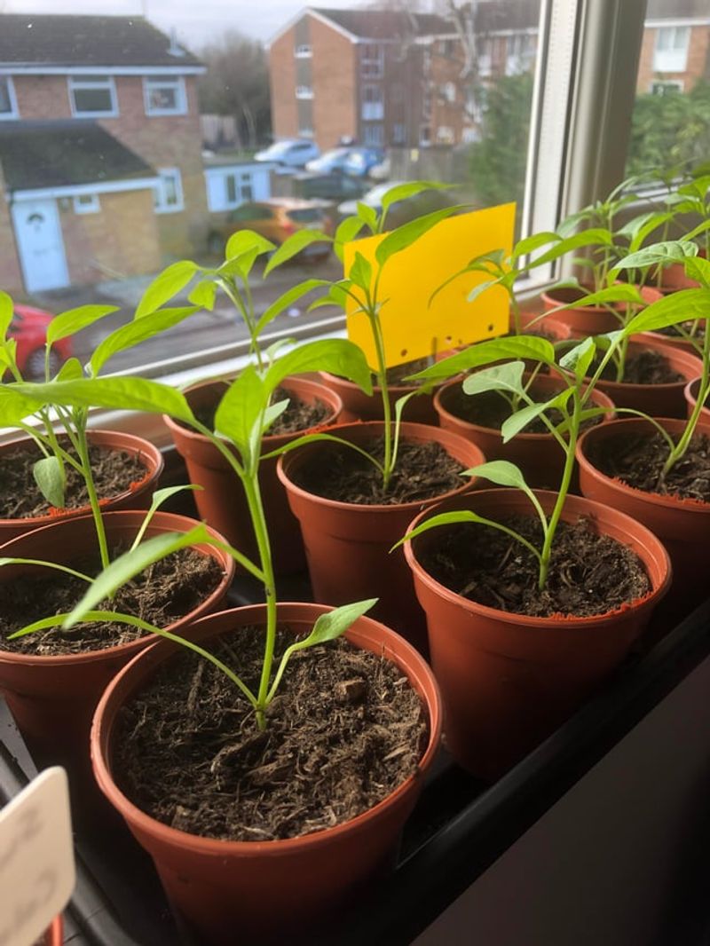 Seedlings And Young Roots Are The Most Vulnerable