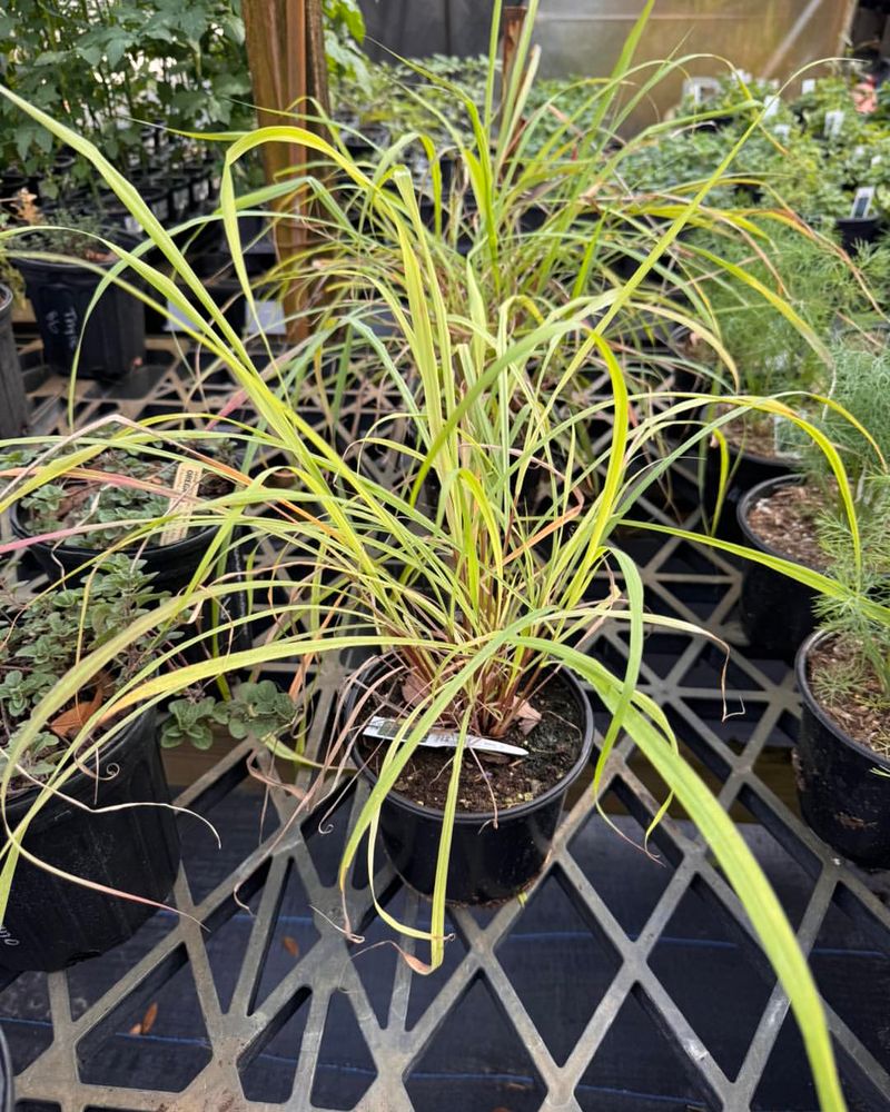 Low Upkeep After Getting Established In Warm Conditions