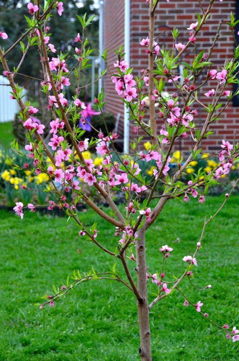 Fruit Trees Benefit From Early Feeding