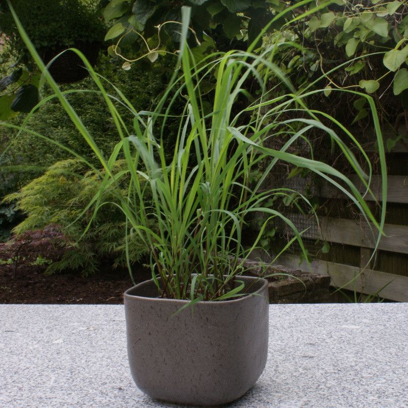 Fresh Leaves Add Flavor In Cooking