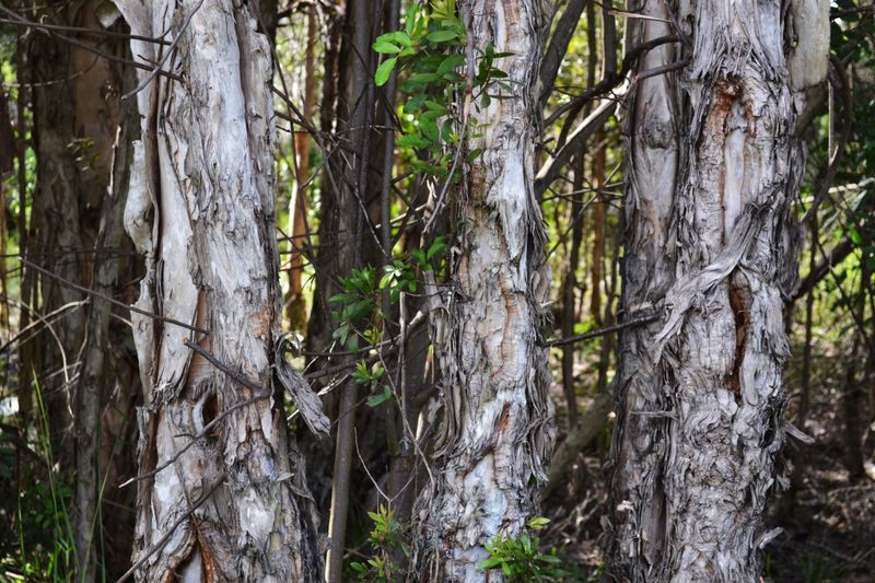 Eliminate Melaleuca Tree Before It Crowds Out Natives