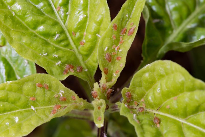 Watch For Aphids
