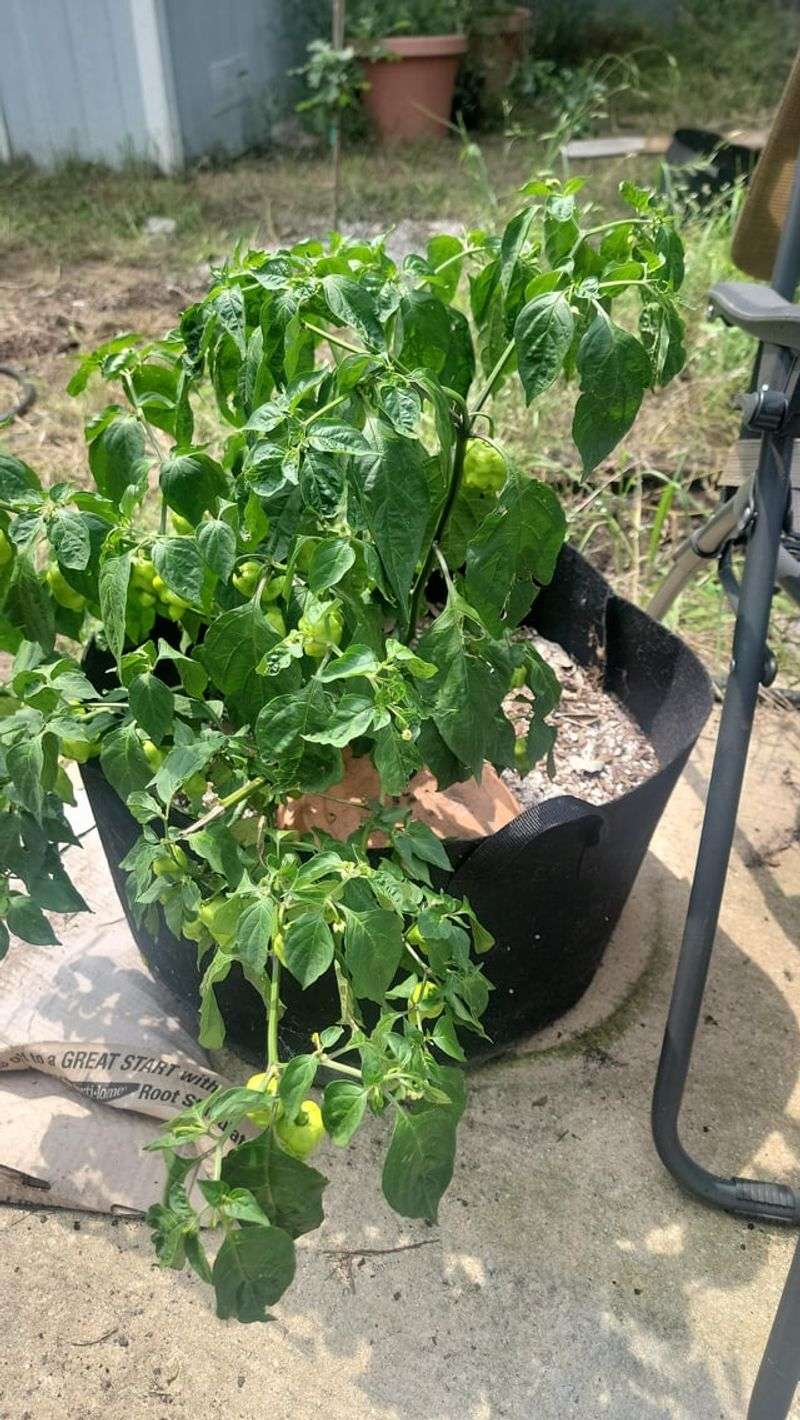 Warm Season Plants Struggle Without Deep Watering