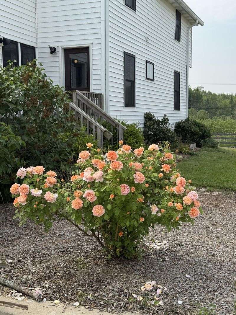 Roses Benefit As New Growth Starts To Push