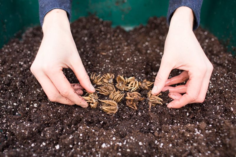 Plant Corms In Fall Or Late Winter Depending On Your Region