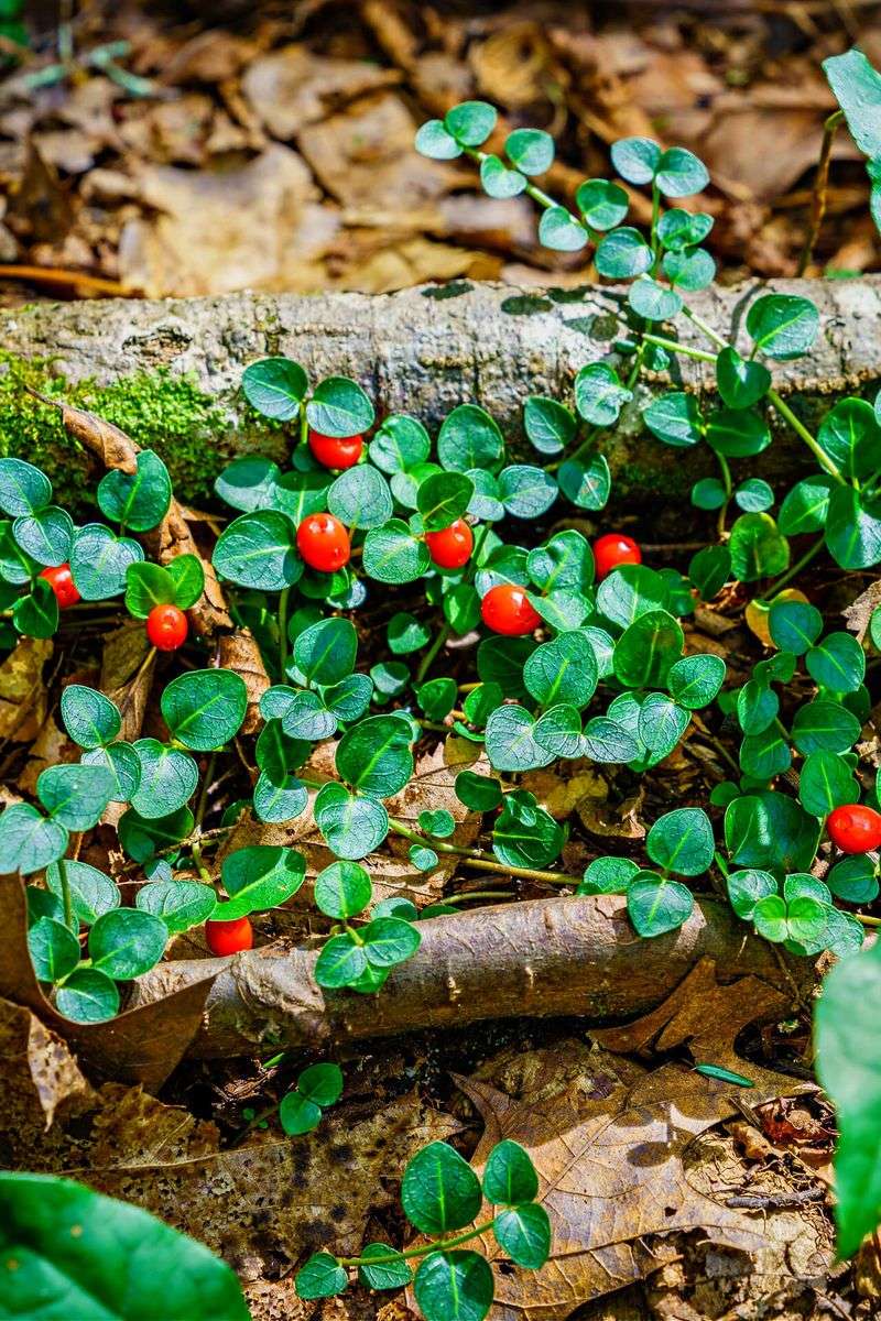Partridgeberry Forming A Low Evergreen Mat