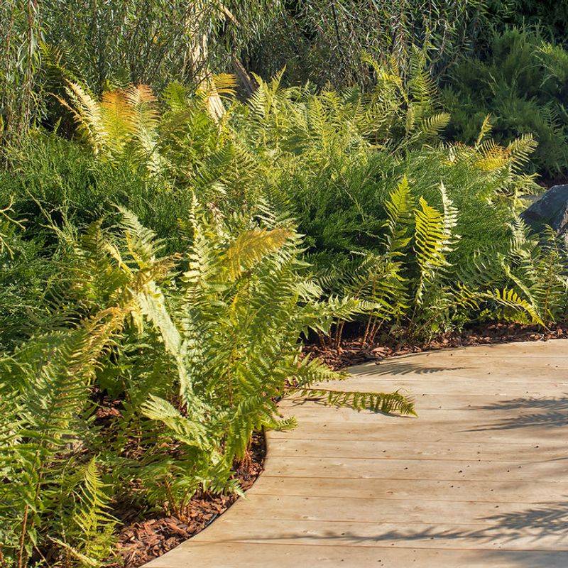 Ferns Fill Shady Spaces With Lush Foliage