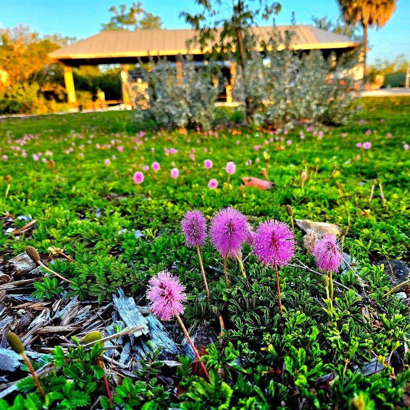 Sunshine Mimosa Replaces Thirsty Lawn With Pink Powderpuffs