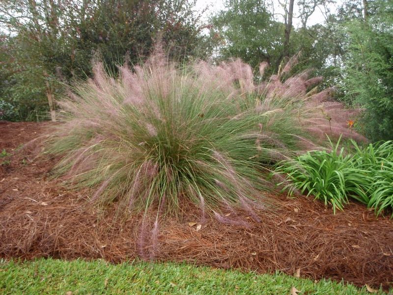 Muhly Grass That Steals The Show In Fall