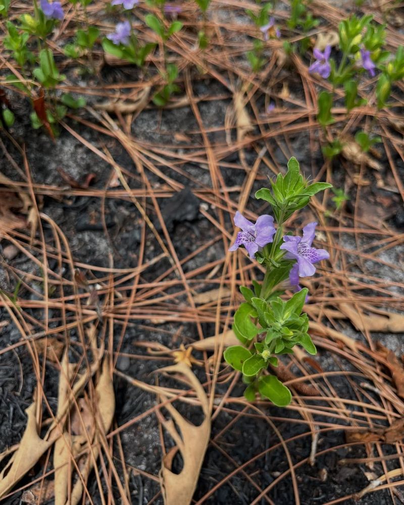 Twinflower Keeps Color Close To The Ground