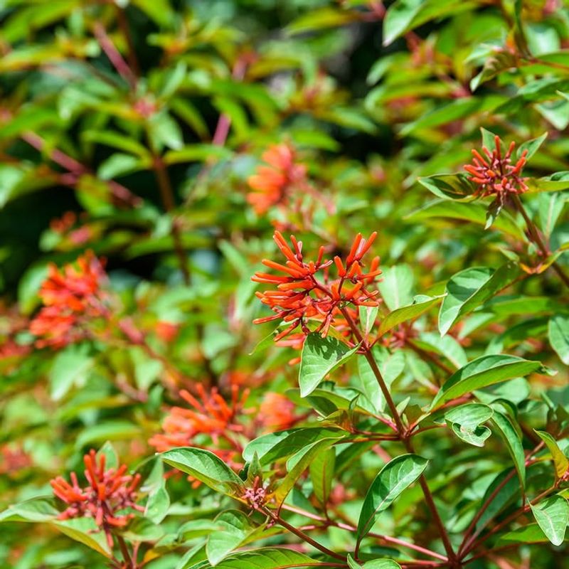 Firebush Glows With Heat-Loving Blooms