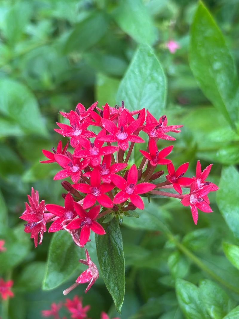 Pentas Keeps The Color Coming When Temperatures Rise