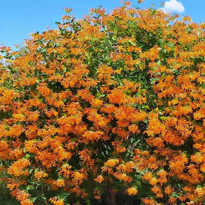 California Honeysuckle