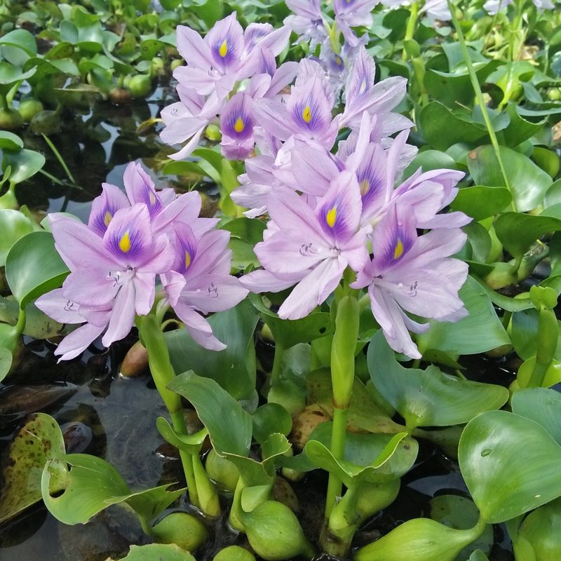 Water Hyacinth Takes Over Waterways