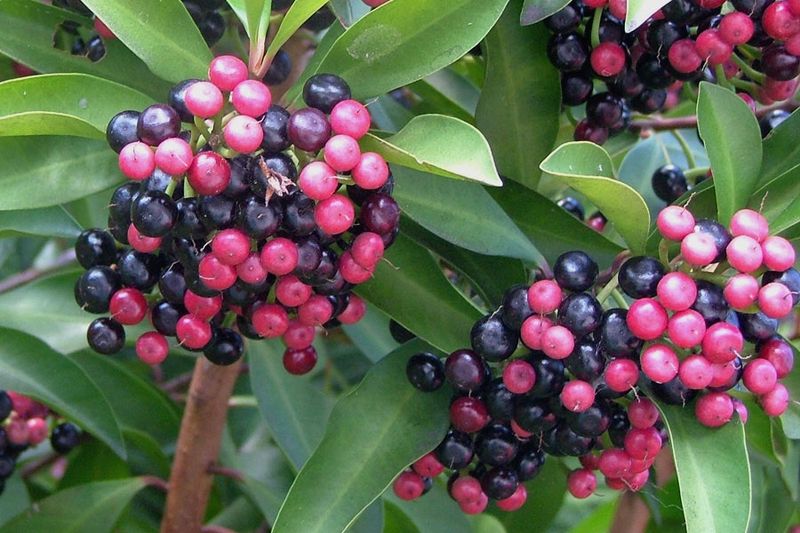 Shoebutton Ardisia Spreads Faster Than Expected