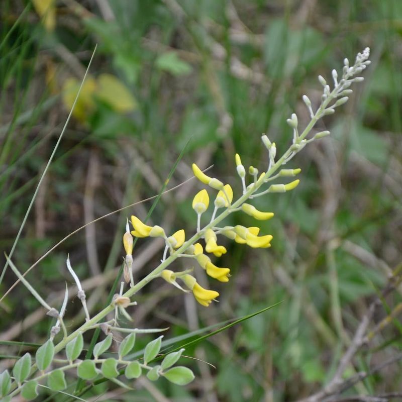 Necklace Pod Thriving In Coastal Sun And Sand