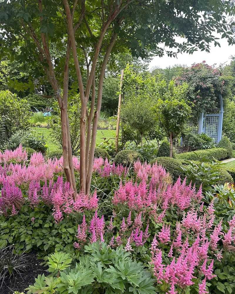 Astilbe Brings Soft Blooms To Moist Areas