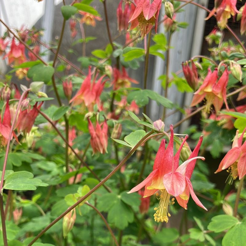 Columbine Thrives In Dappled Light