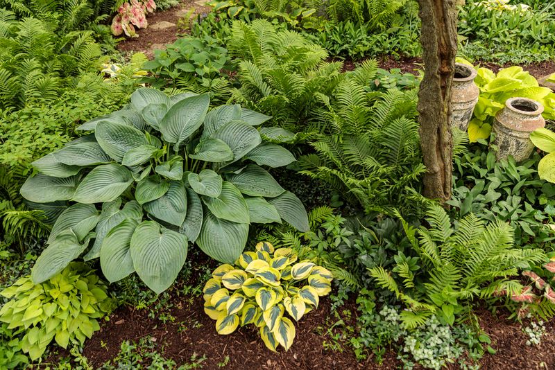 Hostas Fill Shade With Lush Leaves