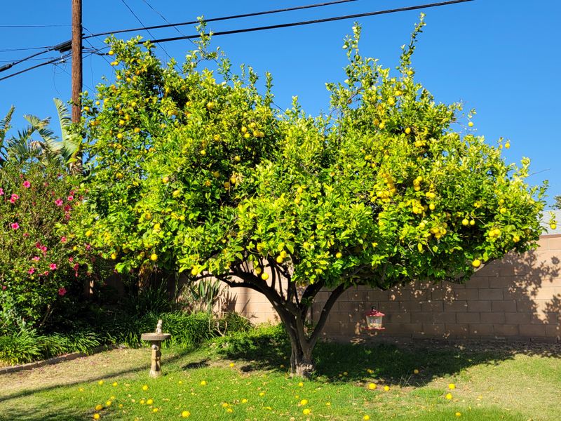 Lemon Tree Adds Greenery With Fruit And Fragrance