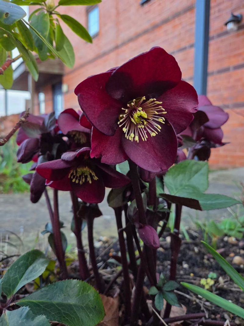 Hellebores