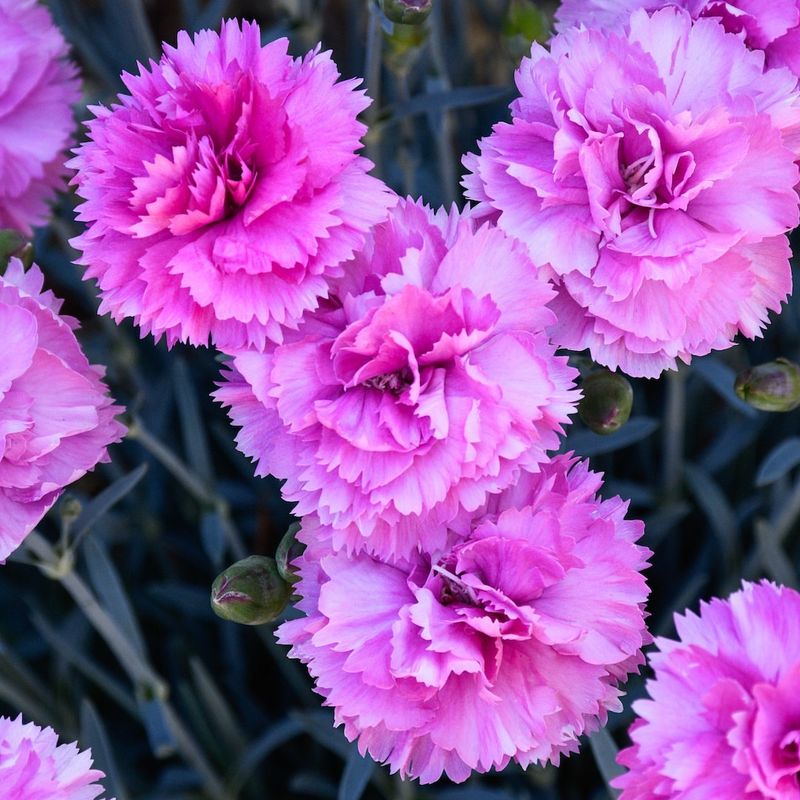 Dianthus Stays Compact With Fragrant Pink Flowers