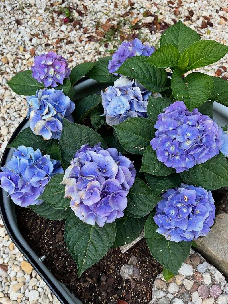 Hydrangea Produces Large Blooms In Partial Shade