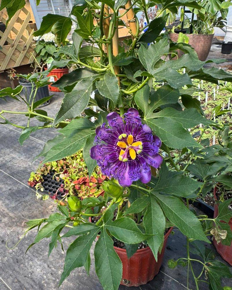 Passion Vine Grows Strong In Big Containers With Support