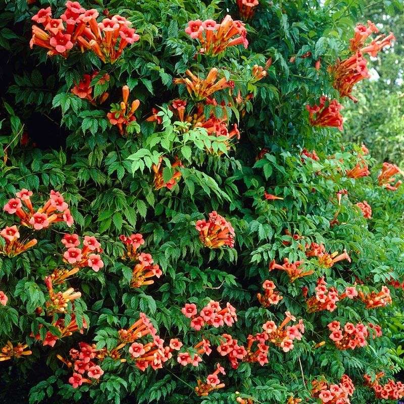 Trumpet Vine Grows Quickly And Fills Large Spaces