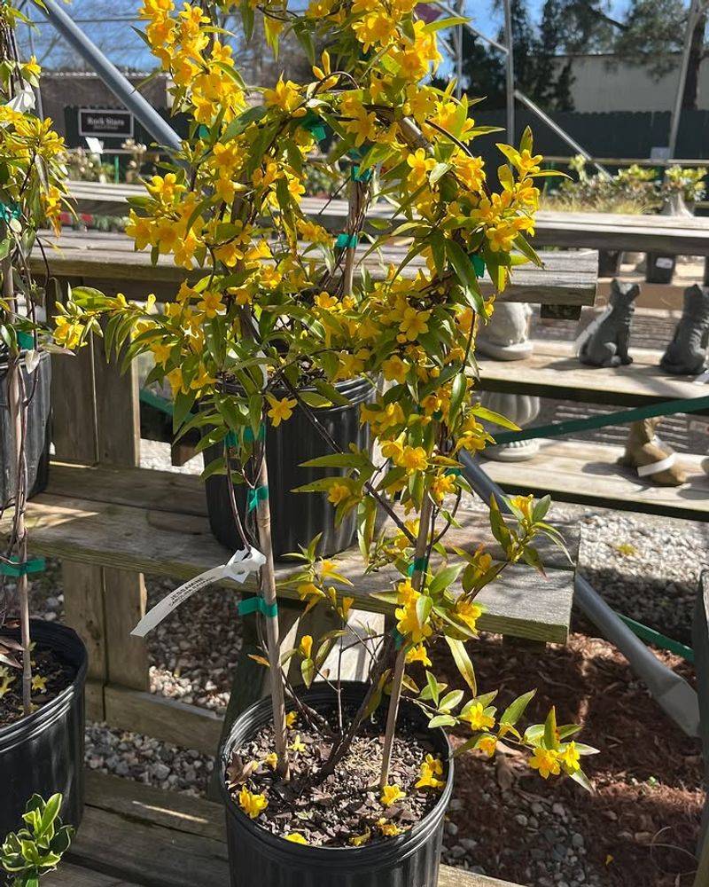 Carolina Jessamine Wraps A Pot In Early Yellow Blooms
