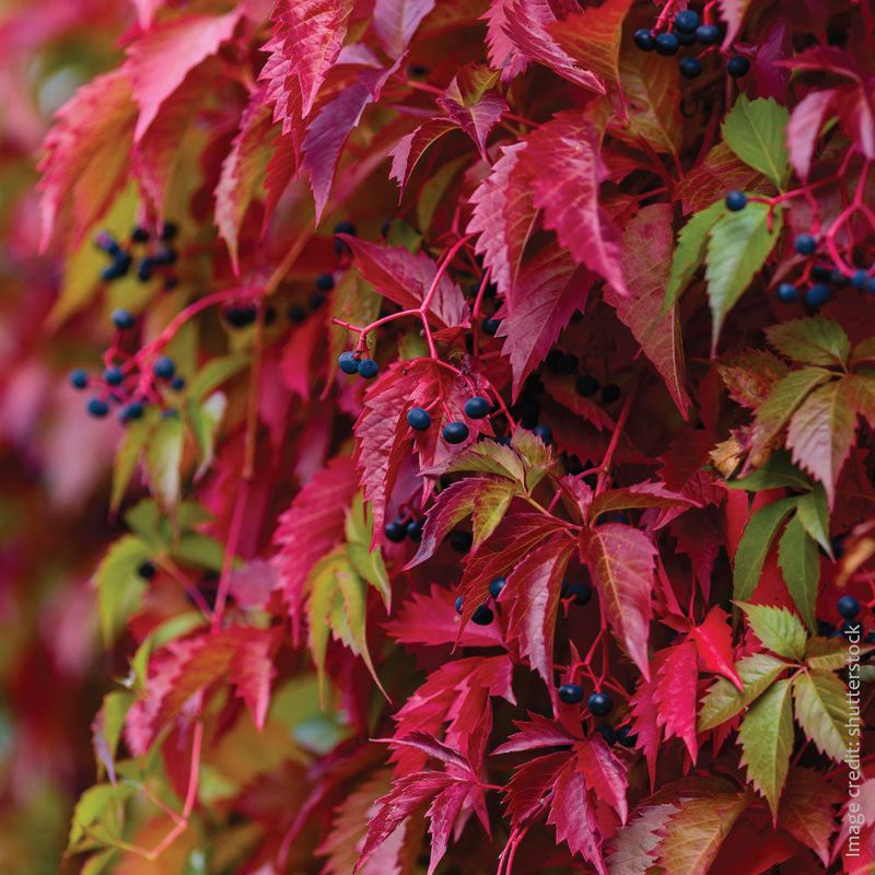 Virginia Creeper (Parthenocissus Quinquefolia)