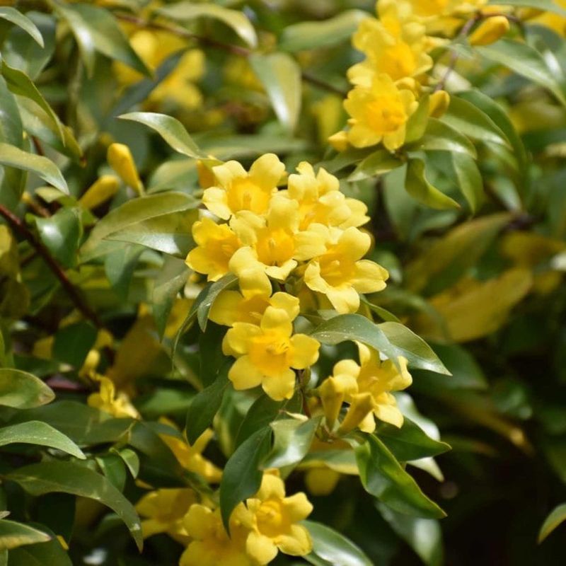 Carolina Jessamine Early Bloomer That Grows Neatly In Pots