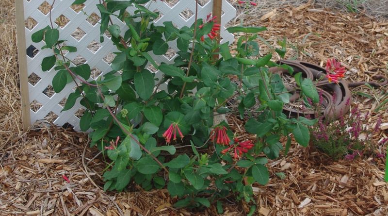 Heavy Cutting Back Delays Flowering Across The Season