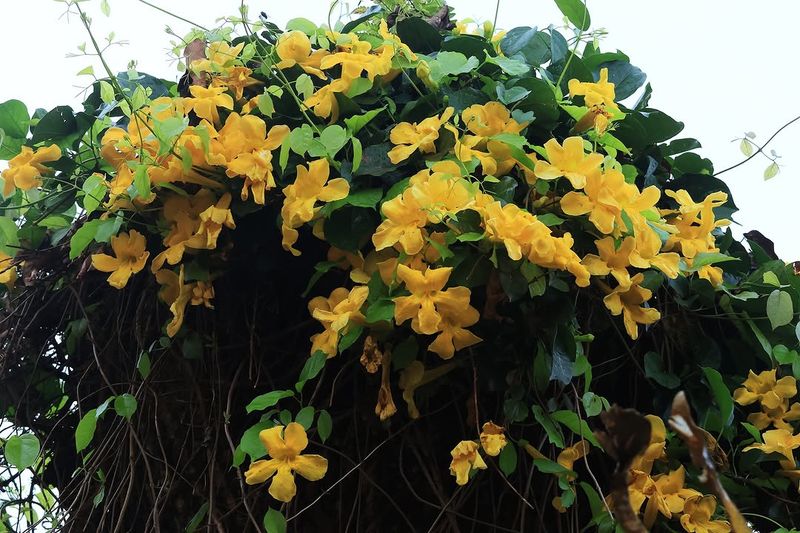 Cat's Claw Vine Attaches Easily And Handles Dry Desert Conditions