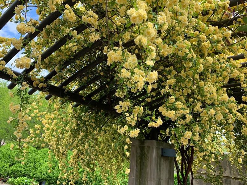 Lady Banks’ Rose Racing Up Structures With Soft Yellow Blooms