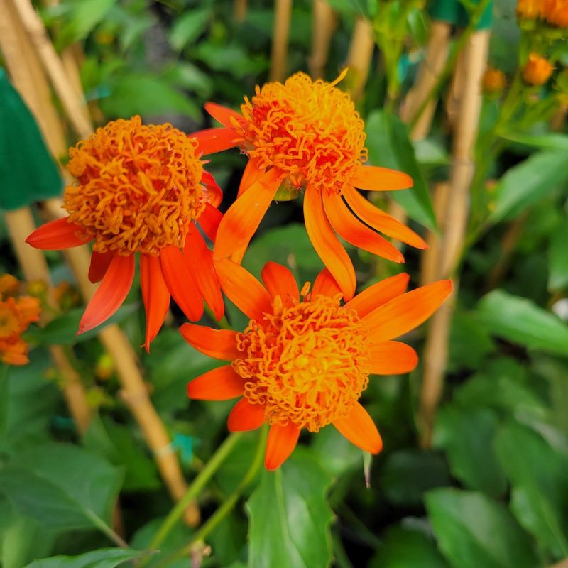 Mexican Flame Vine Smothers Everything Nearby